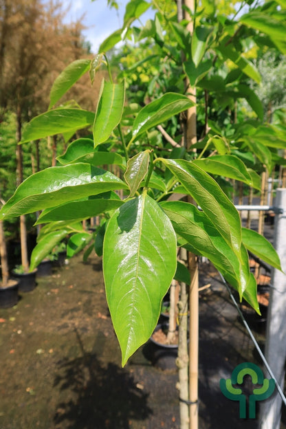 Kaki (Diospyros) 'Nikita's Gift'
