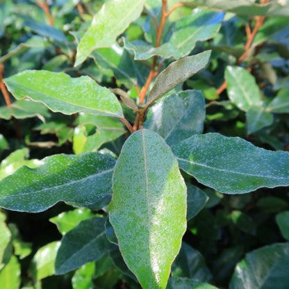 Elaeagnus ebbingei 'Compacta'