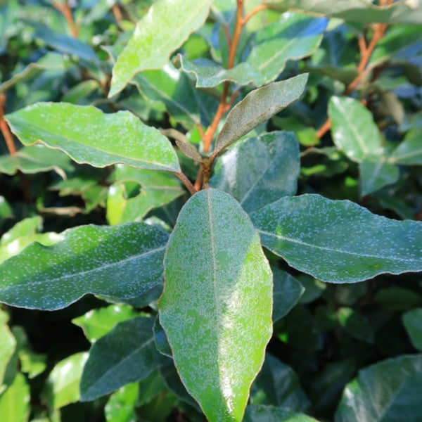 Elaeagnus ebbingei 'Compacta'