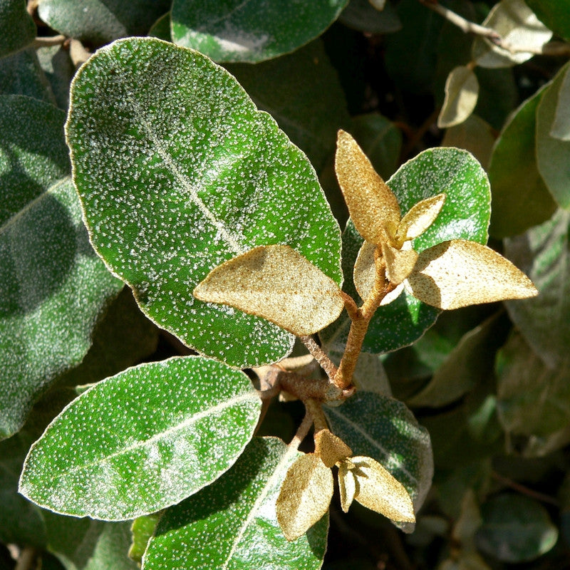 Elaeagnus ebbingei