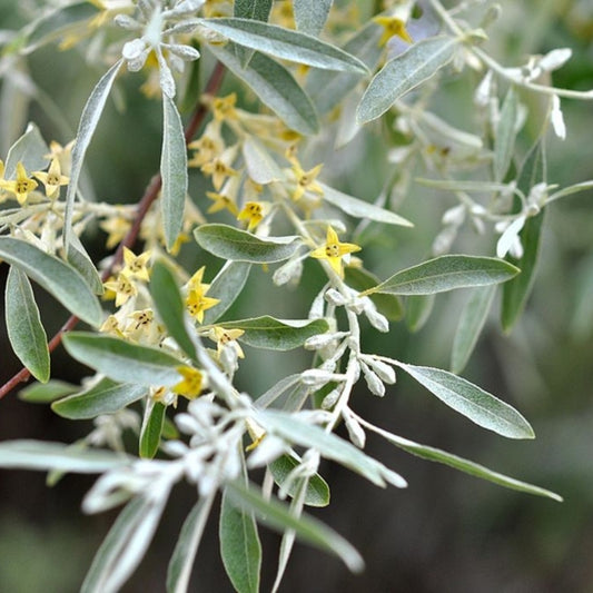 Elaeagnus angustifolia