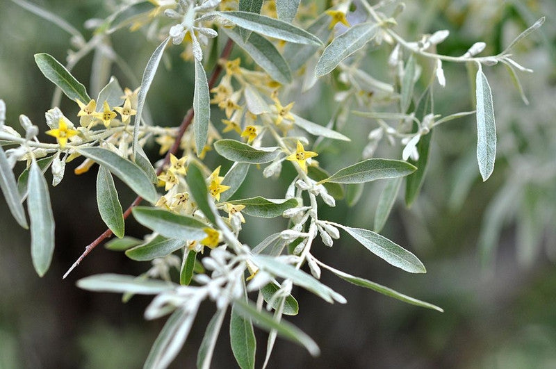 Olijfwilg (Elaeagnus angustifolia)