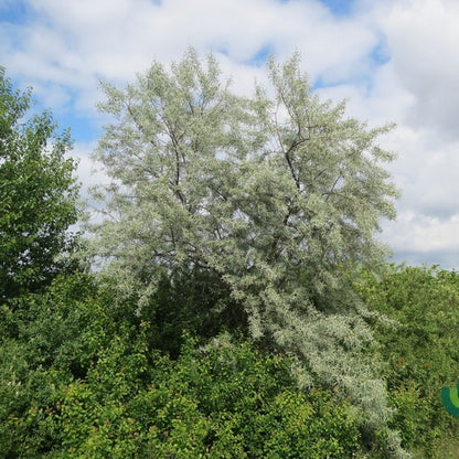 Elaeagnus angustifolia