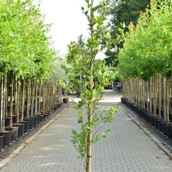 Fagus orientalis 'Iskander'