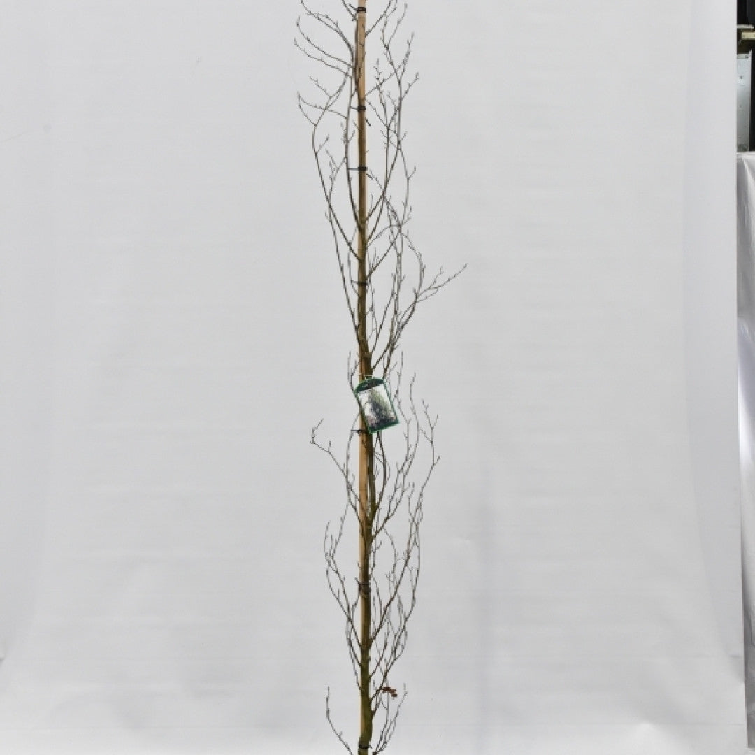 Fagus orientalis 'Iskander'