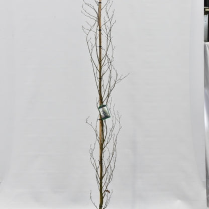 Fagus orientalis 'Iskander'