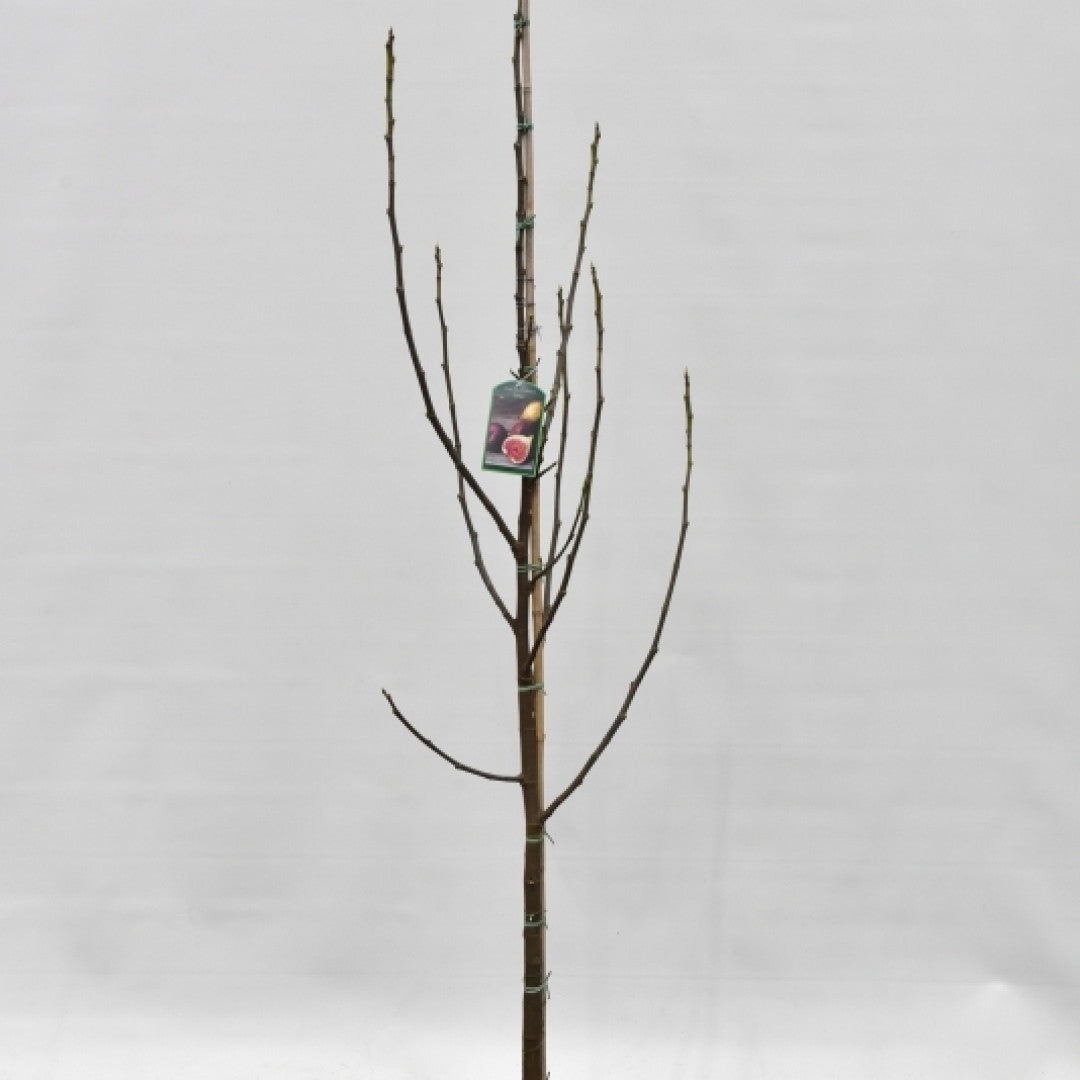 Vijg (Ficus carica) 'Brown Turkey'