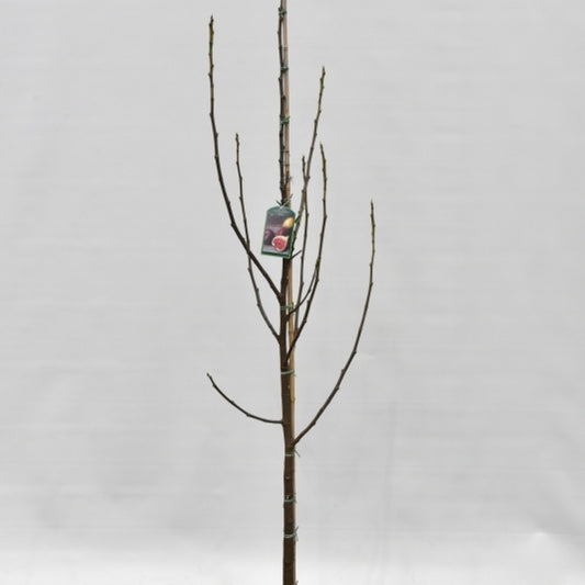 Vijg (Ficus carica) 'Brown Turkey'