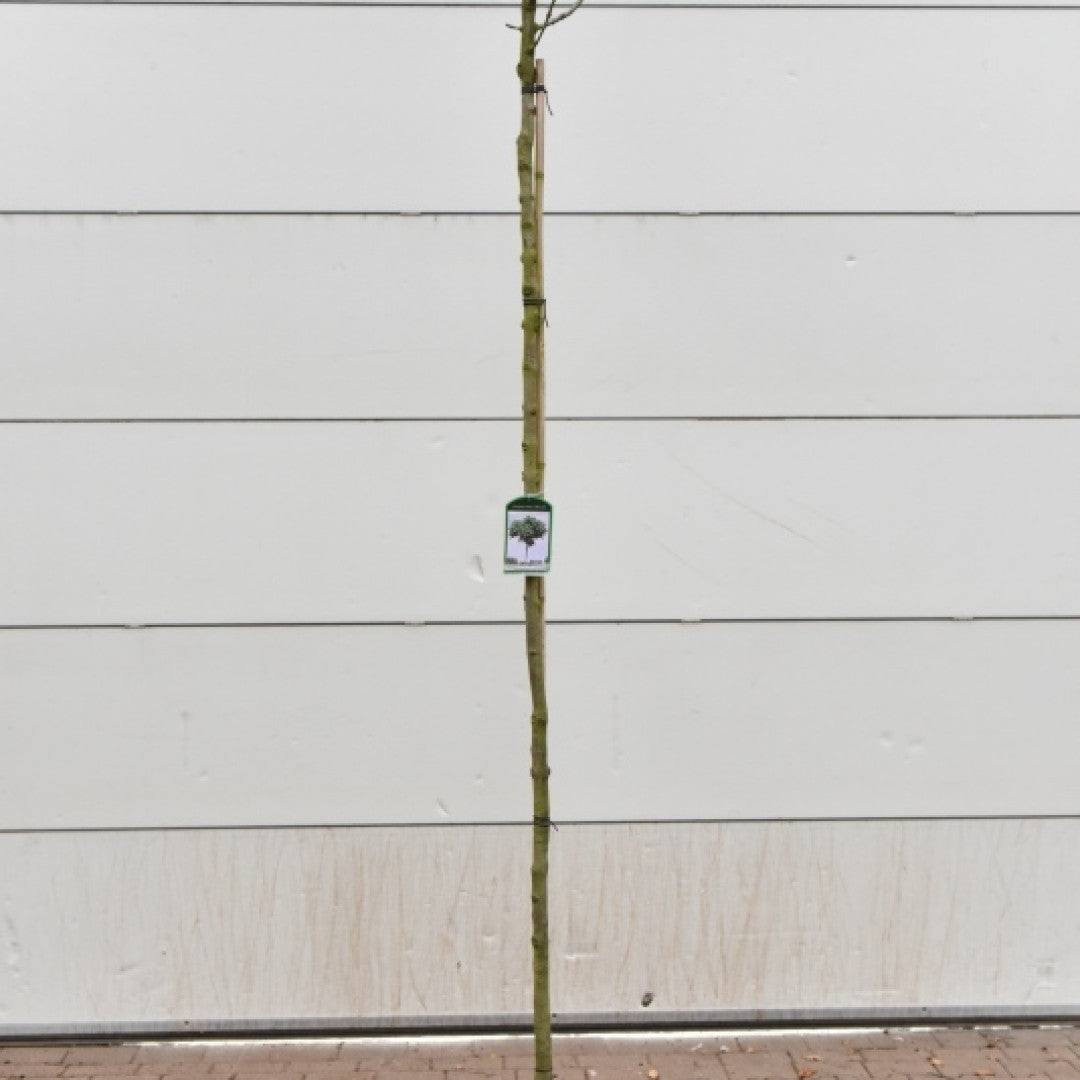 Fraxinus ornus 'Mecsek'