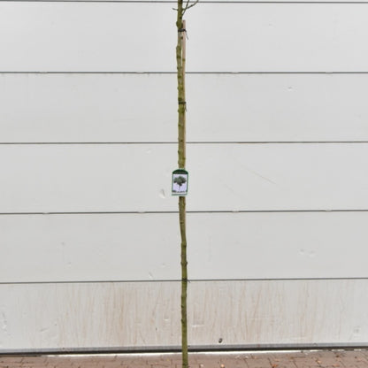Fraxinus ornus 'Mecsek'