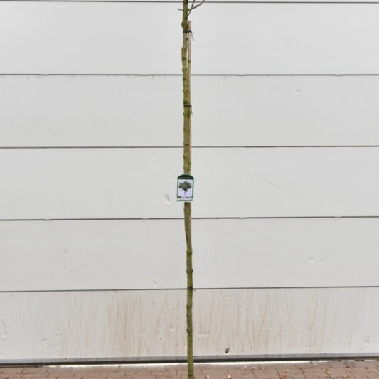 Fraxinus ornus 'Mecsek'
