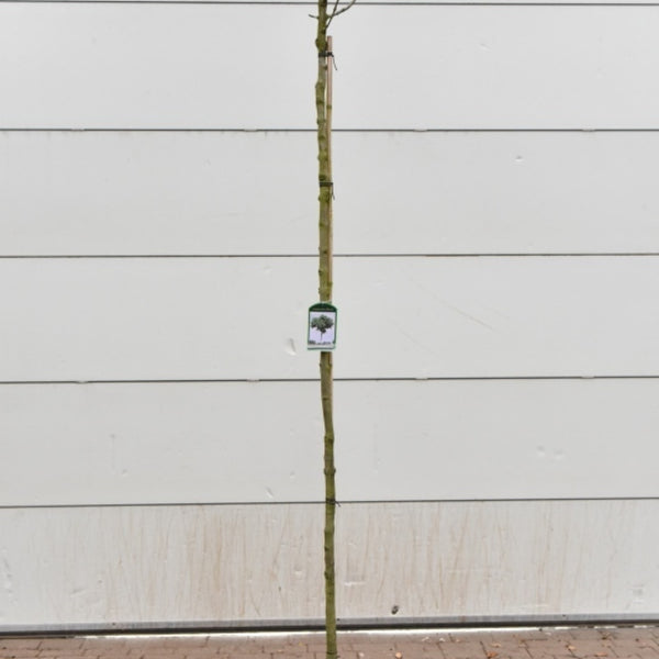 Fraxinus ornus 'Mecsek'