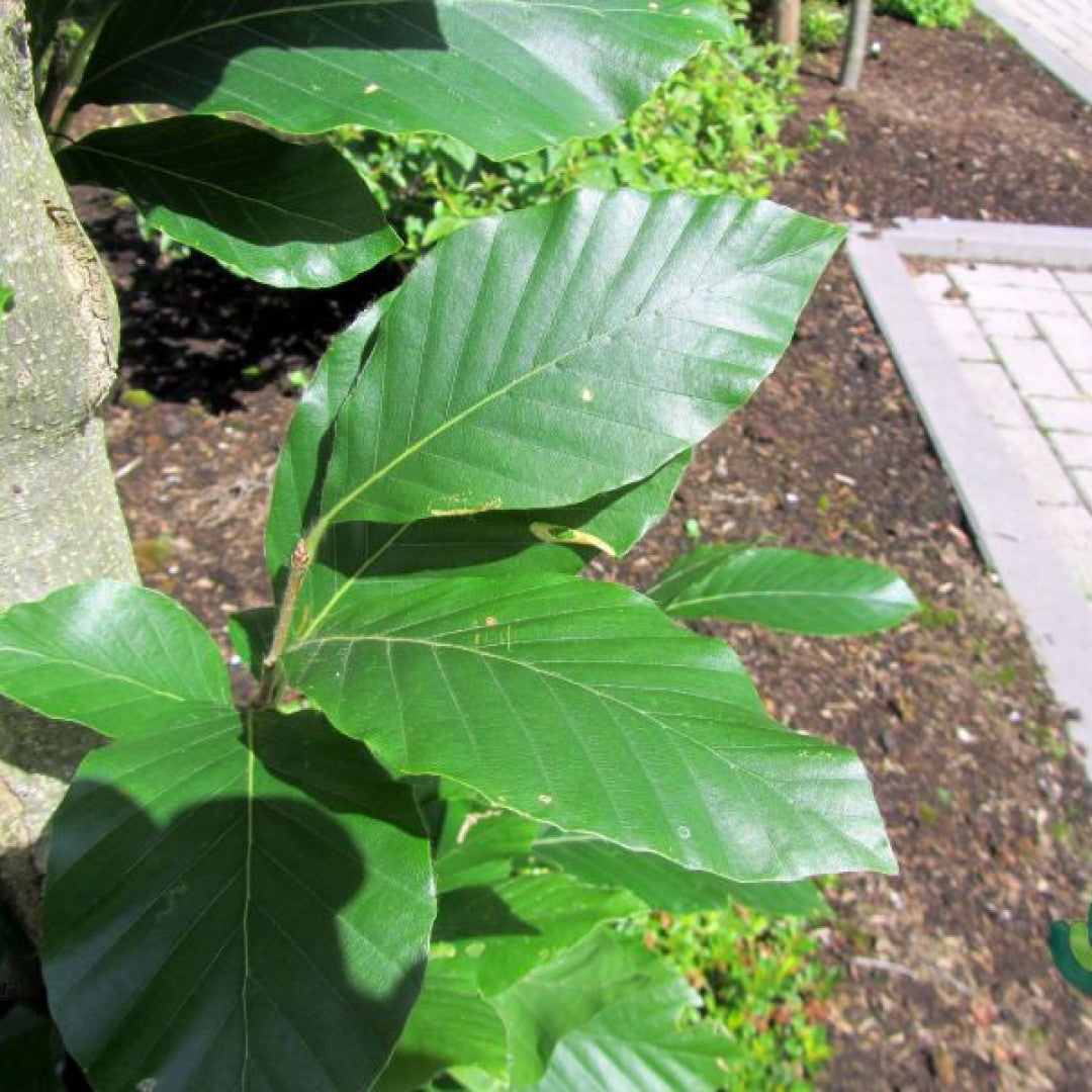 Fagus orientalis 'Iskander'