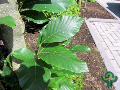 Fagus orientalis 'Iskander'