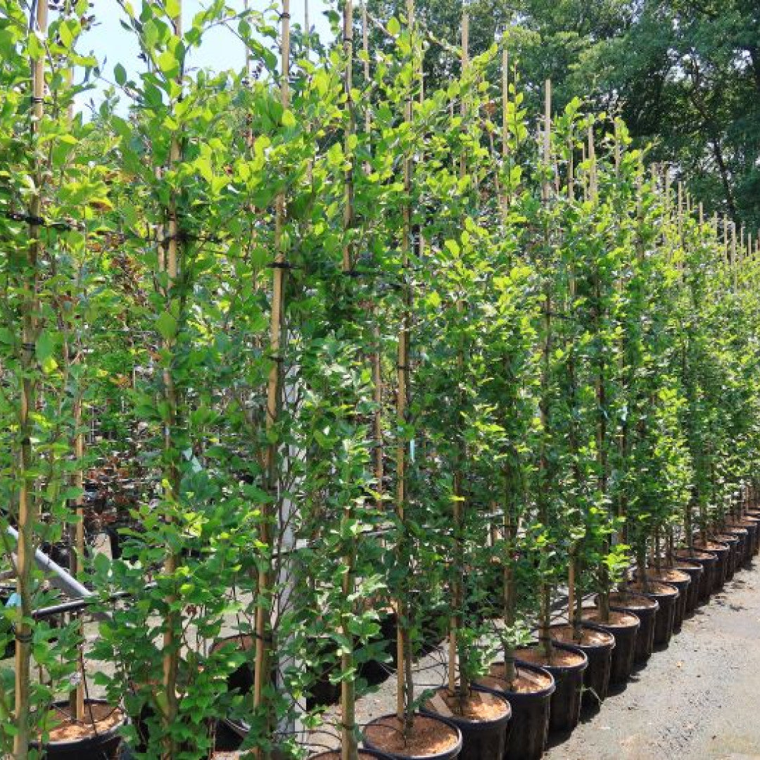 Fagus orientalis 'Iskander'