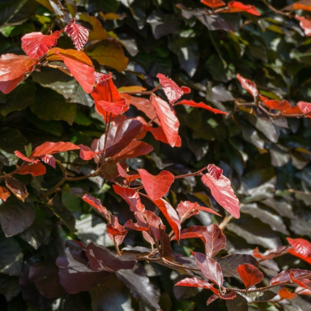 Fagus sylvatica 'Atropunicea'