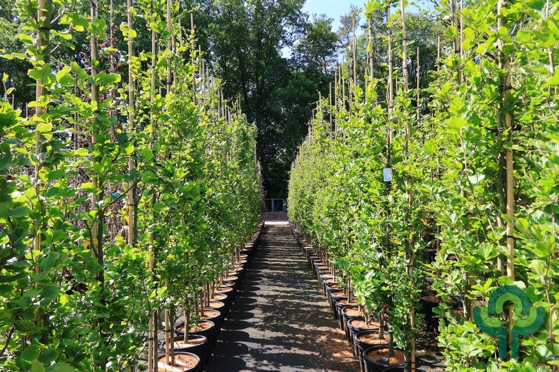 Fagus sylvatica 'Dawyck Gold'