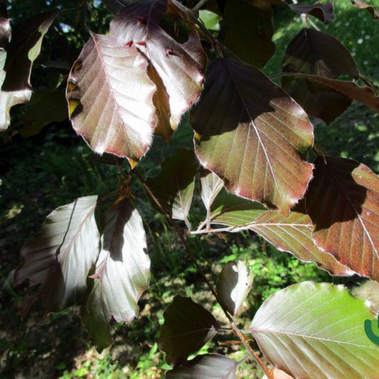 Fagus sylvatica 'Riversii'