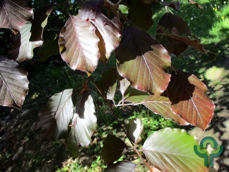 Fagus sylvatica 'Riversii'