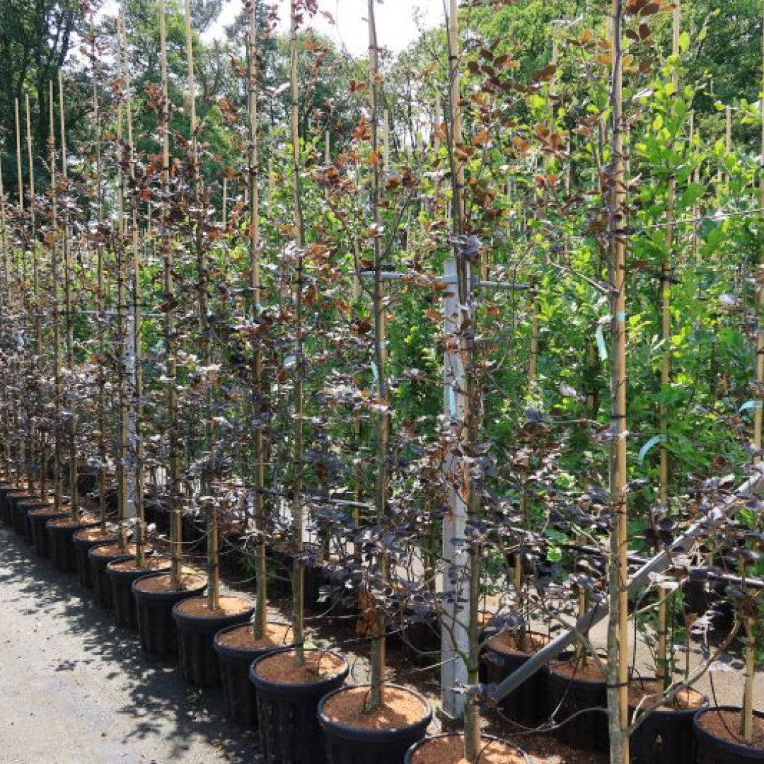 Fagus sylvatica 'Riversii'