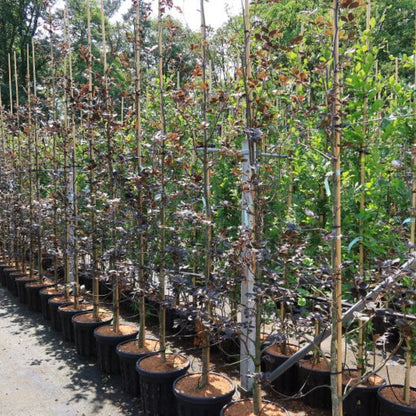 Fagus sylvatica 'Riversii'