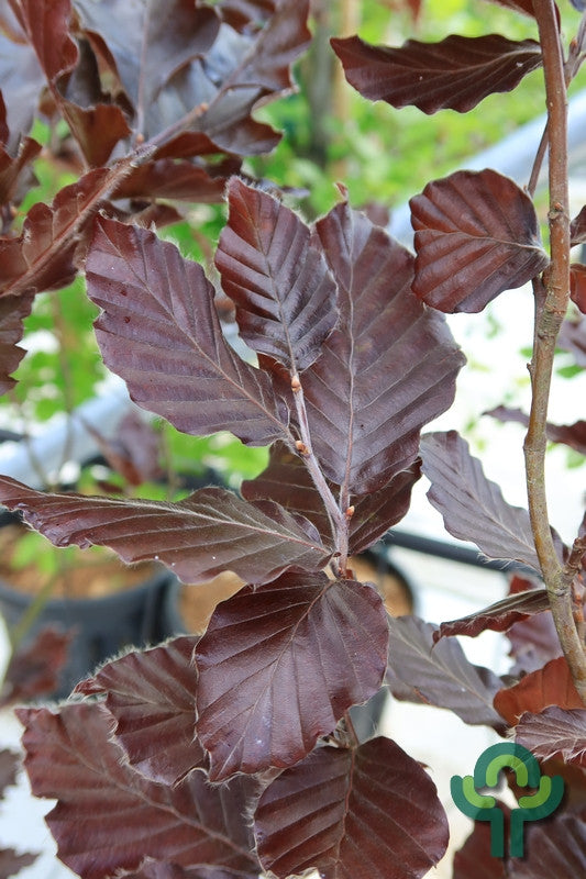 Fagus sylvatica 'Rohan Obelisk'