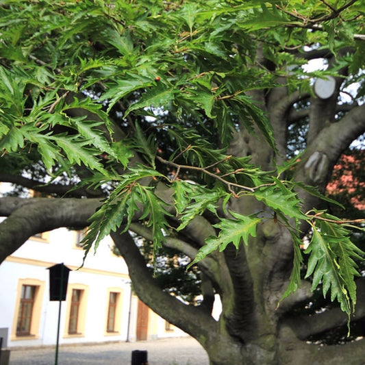 Fagus sylvatica 'Aspleniifolia'