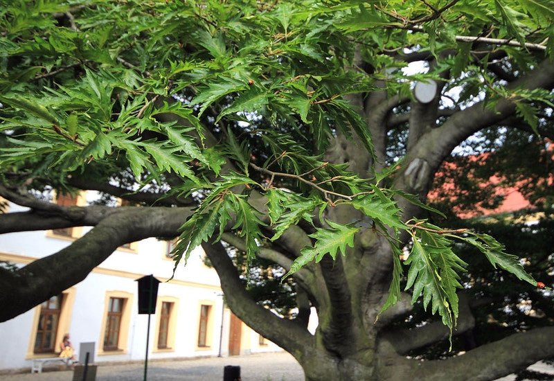 Fagus sylvatica 'Aspleniifolia'