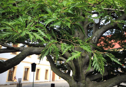 Fagus sylvatica 'Aspleniifolia'
