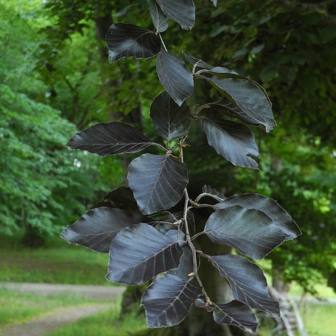 Fagus sylvatica 'Atropunicea'