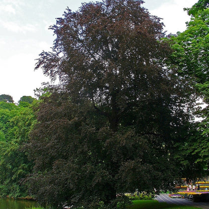 Fagus sylvatica 'Atropunicea'