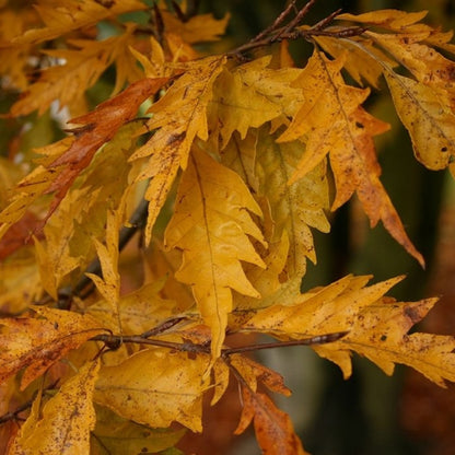 Fagus sylvatica 'Aspleniifolia'