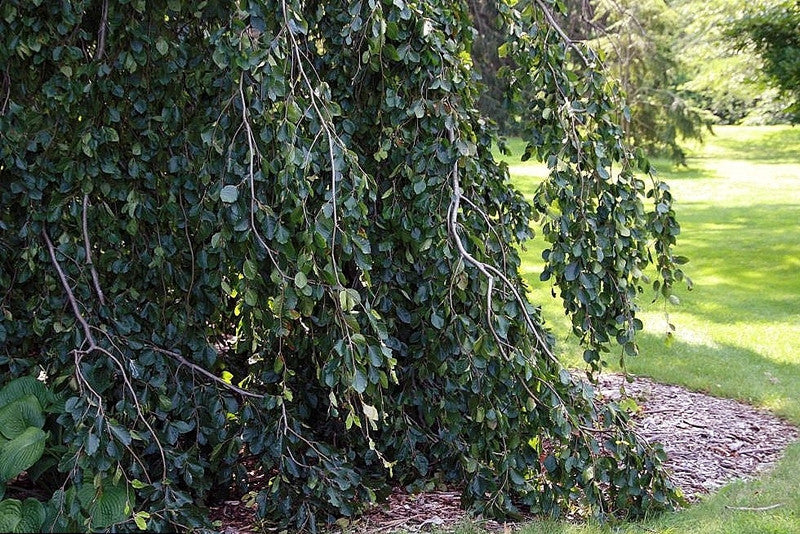 Fagus sylvatica 'Pendula'