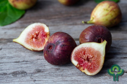 Vijg (Ficus carica) 'Brown Turkey'