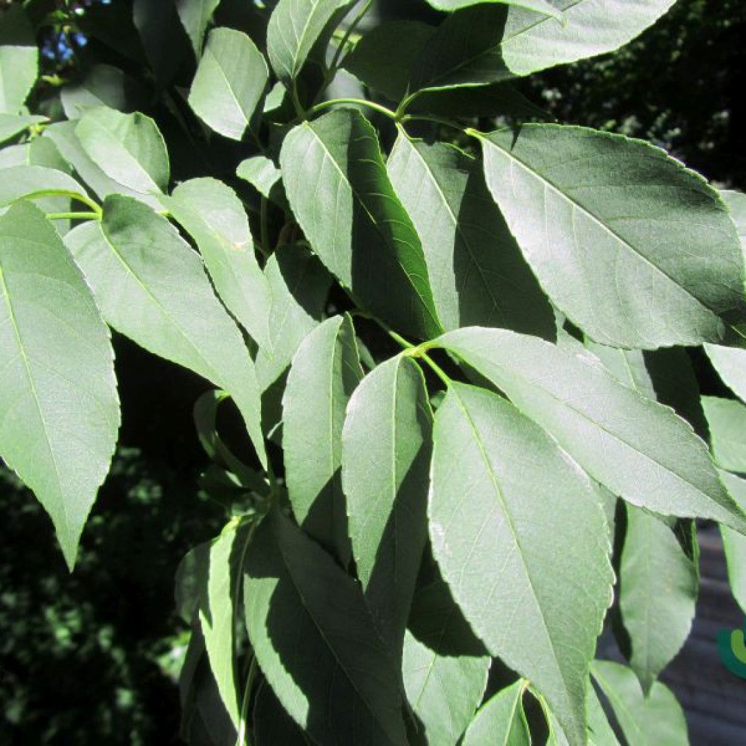Fraxinus ornus 'Mecsek'