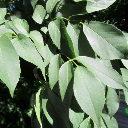 Fraxinus ornus 'Mecsek'
