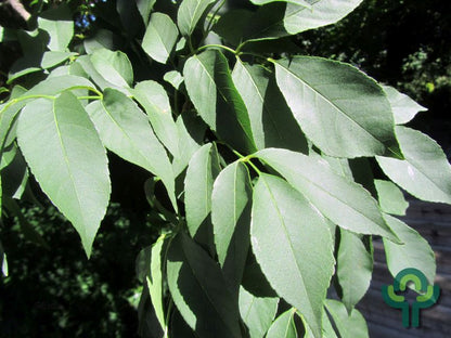 Fraxinus ornus 'Mecsek'
