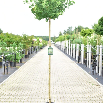 Ginkgo biloba 'Globus'