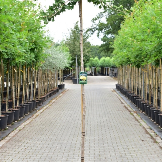 Ginkgo biloba 'Horizontalis'