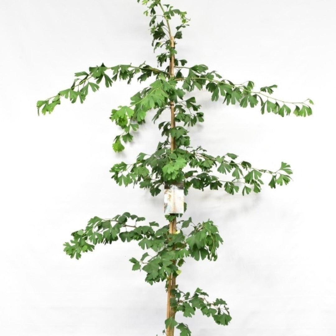 Japanse notenboom (Ginkgo biloba)