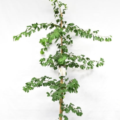 Japanse notenboom (Ginkgo biloba)