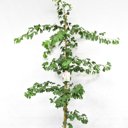 Japanse notenboom (Ginkgo biloba)