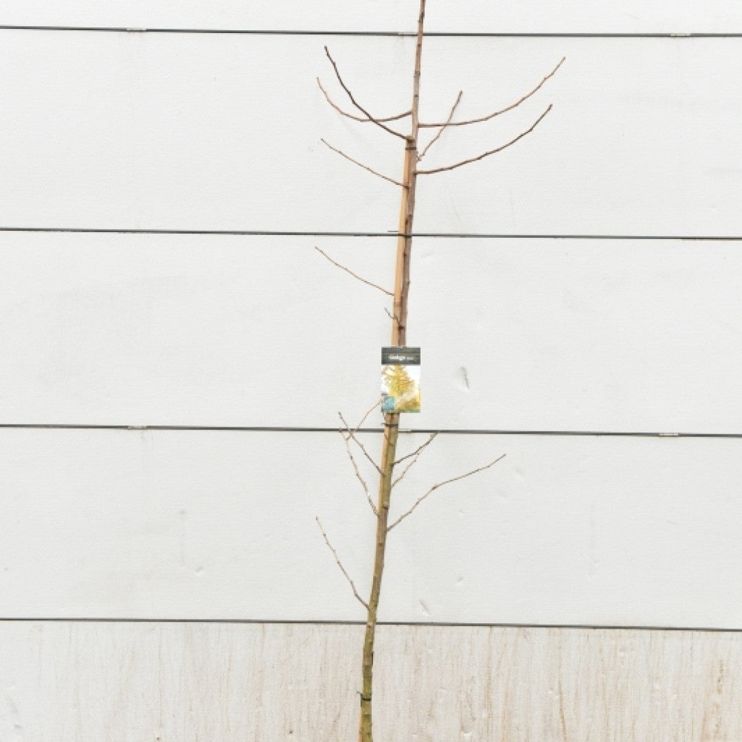 Japanse notenboom (Ginkgo biloba)