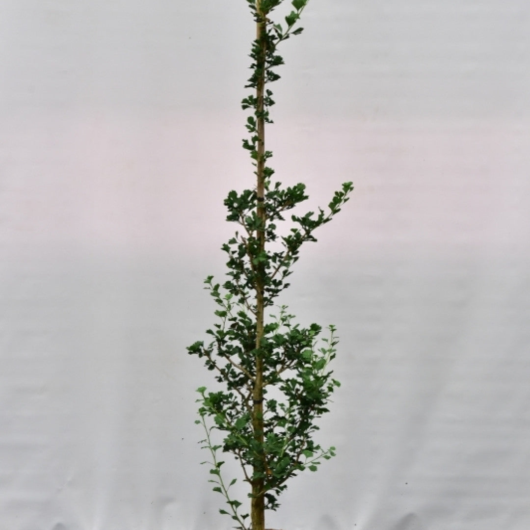 Ginkgo biloba 'Menhir'