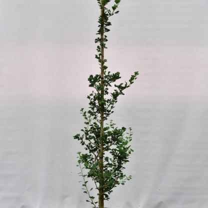 Ginkgo biloba 'Menhir'