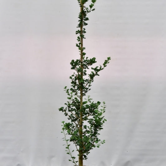 Ginkgo biloba 'Menhir'