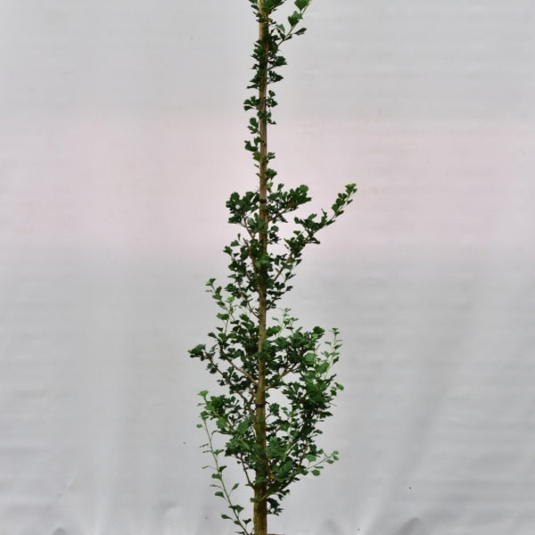 Ginkgo biloba 'Menhir'