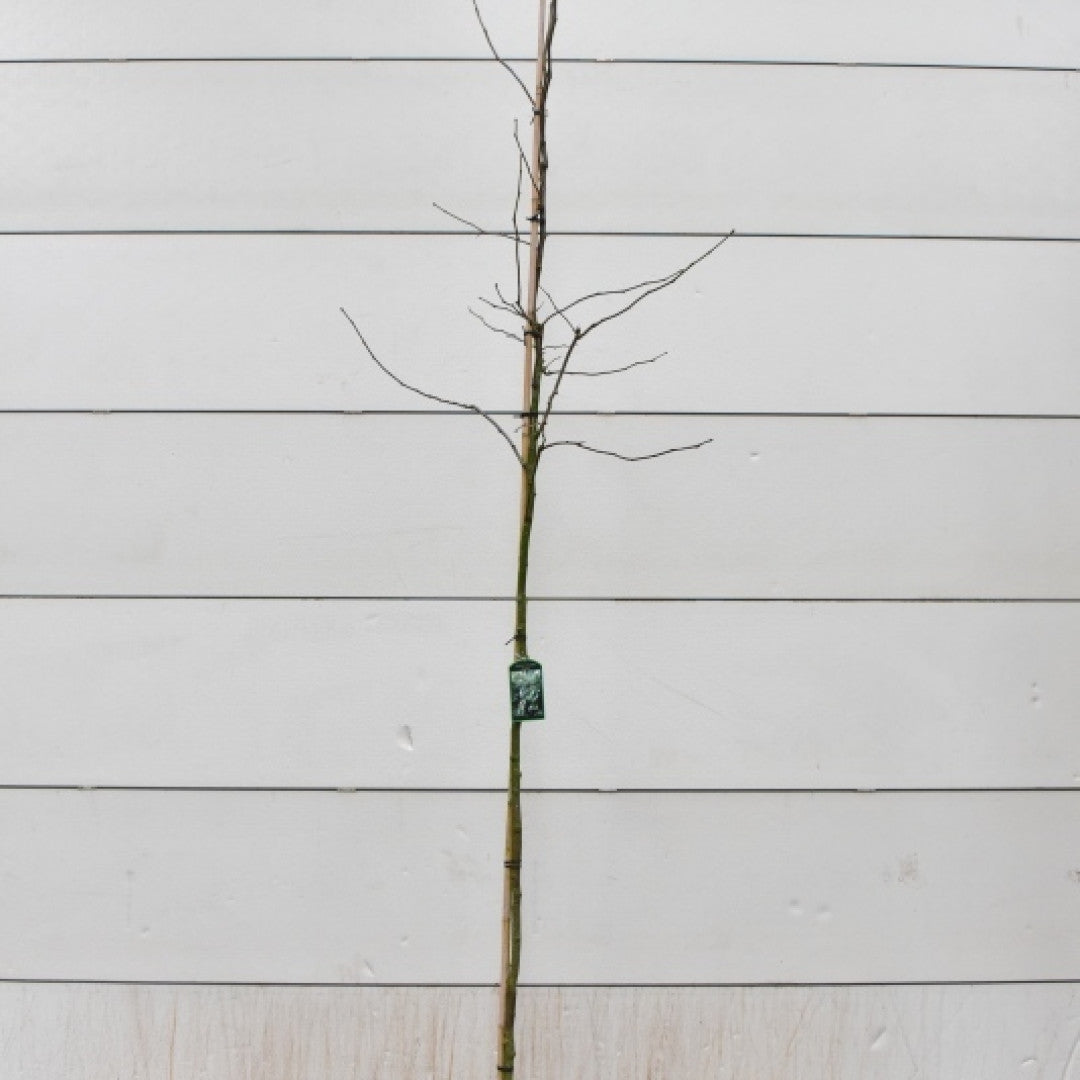 Gleditsia triacanthos 'Skyline'