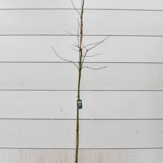 Gleditsia triacanthos 'Skyline'