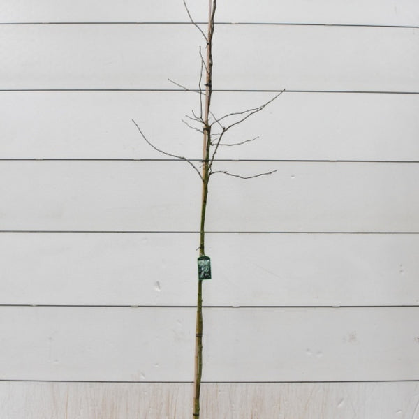 Gleditsia triacanthos 'Skyline'